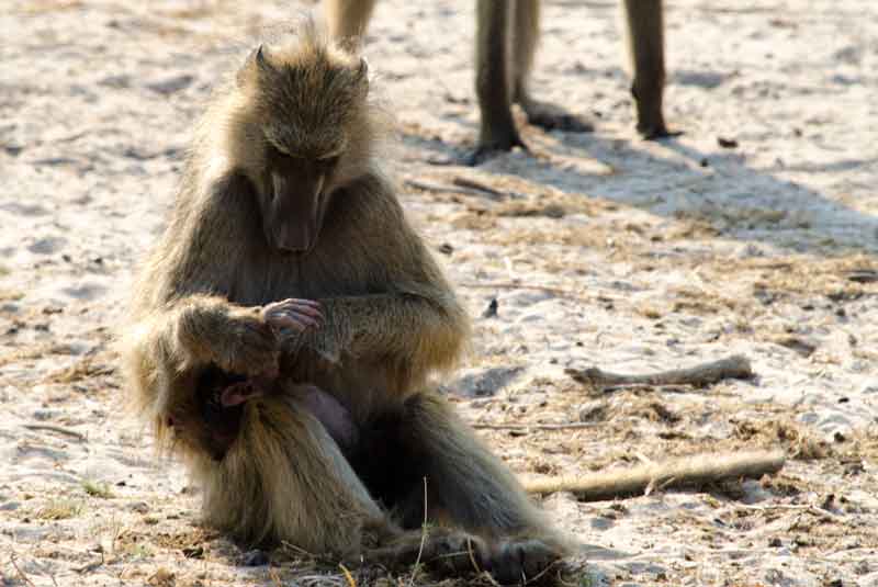 113 - Botswana - mona babuina y cria - parque nacional de Chobe